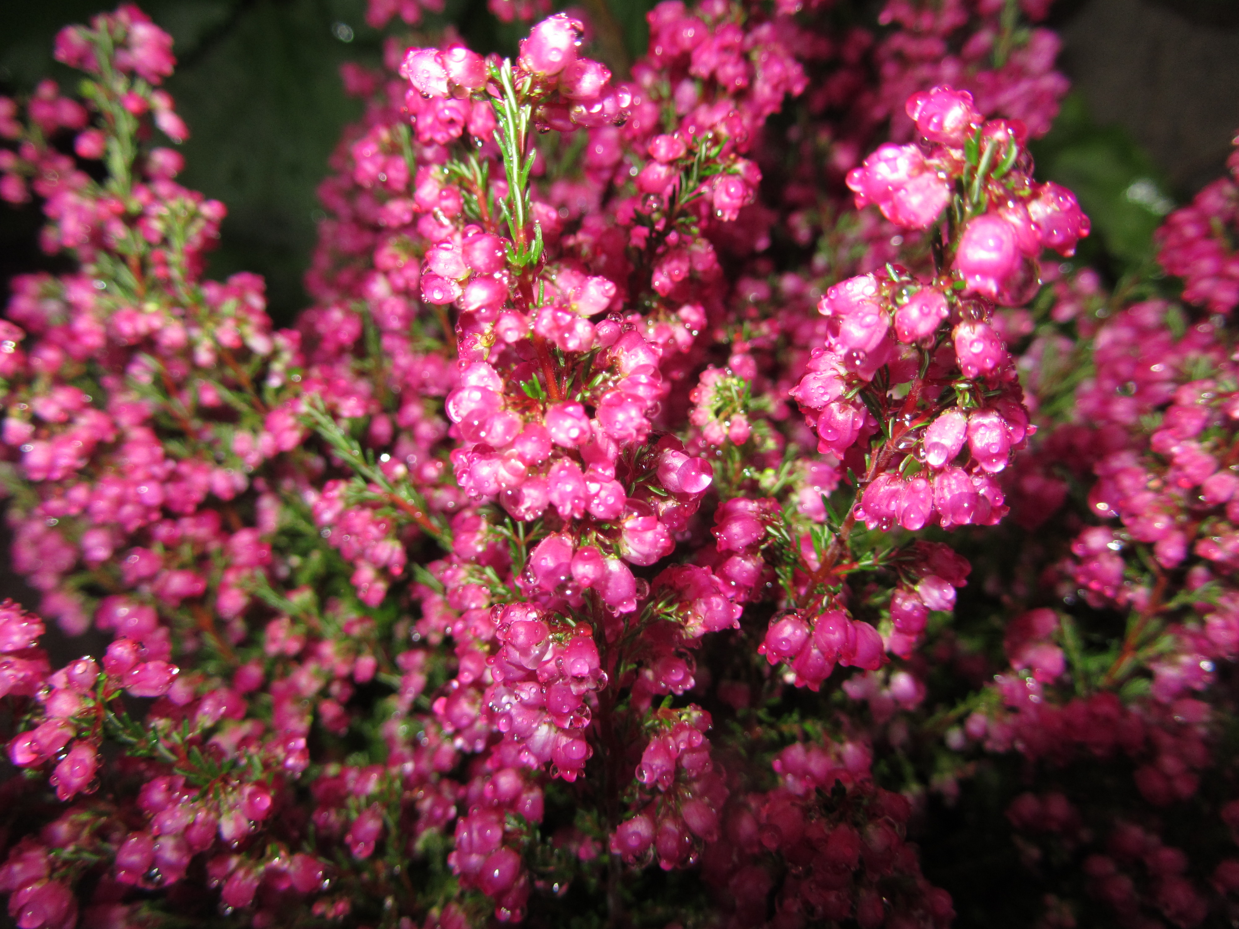 Pink small flowers wet | Jooh