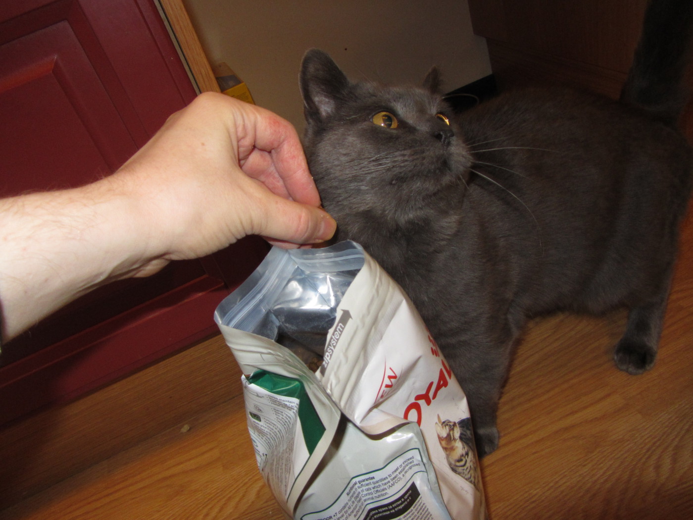 Leonal tries new catfood for his stomach